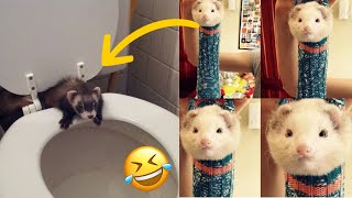 🤣 compilation de furets drôles - furets drôles fails - furets drôles vidéos