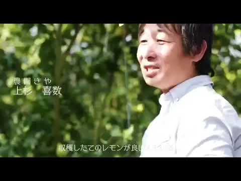 Granja Kiyano Beppin Limón: Prefectura de Oita