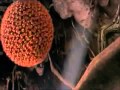 All Stars Story Treats Ant Colony Chants