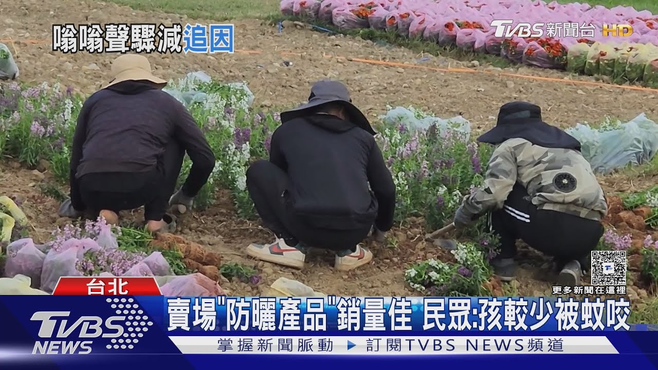 蚊子也被熱到中暑? 專家曝:夏天吸血慾望低、秋天增