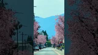 Download lagu La vie en rose #switzerland #youtubeshorts #nature #today #travel #ascona mp3