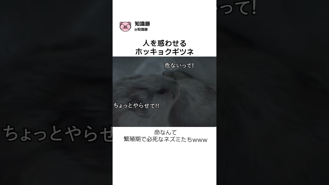 人を惑わせるホッキョクギツネ