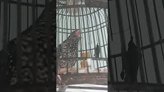 Download lagu tuwu betina bersuara jantan mp3