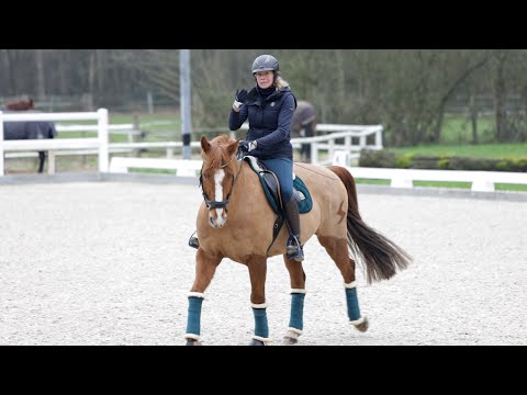 Basis für gutes reiten - Lösungsphase auf's Pferd anpassen im Schritt Trab und Galopp
