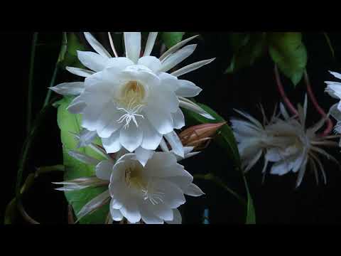  2024 年にラズベリーの吸盤を植えるのに最適な時期はいつですか?春にこれらの低木を移植するにはどうすればよいですか？  庭園