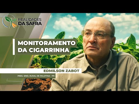 Colheita da soja chega a 75% em Palotina/PR com maiores produtividades já registradas no município