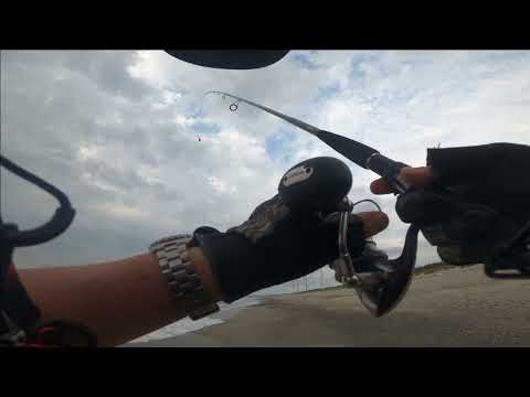 Spotnap ponyfish 外道のヒイラギ うまいらしい？ 🎣🐟　#sillago #spotnapponyfish＃lure