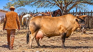 Mais CARNE Sem PERDER RUSTICIDADE: Até Onde o Pé-Duro Pode Chegar?