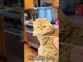 Naughty Cats Being Funny Hilarious Cat Moments Compilation