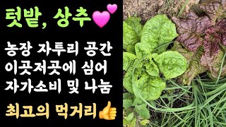 텃밭, 상추???? 농장 자투리공간 이곳저곳에 심어  자가소비 및 나눔???? 최고의 먹거리????