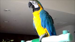 Yellow Music Video