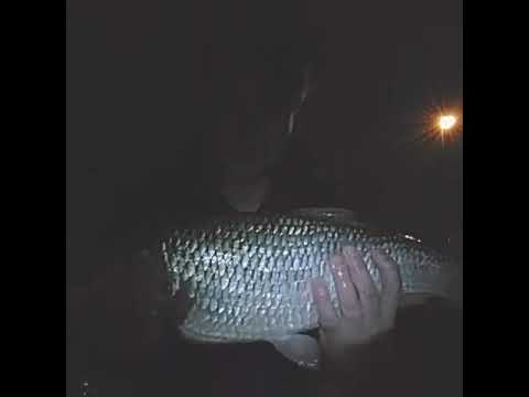 River Thames 2018 Winter chub