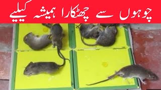 How to remove rat from home in urdu/ hindi | RAT Killer | RAT Remove From Home| Rat glue trap killer