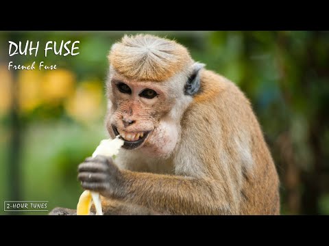 Duh Fuse - French Fuse | 2-hour tune | Endless loop | Copyright Free!