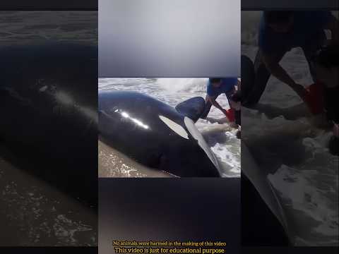 கரையில் சிக்கி உயிருக்குப் போராடிய ராட்சத Orca!-எப்படி காப்பாற்றப்பட்டது? | Hugh Orca Rescue