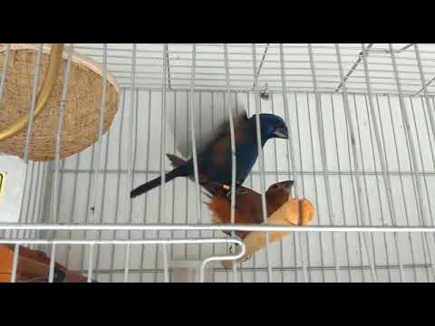 AZULÃO CRUZANDO SUA FÊMEA MAJESTADE