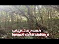 Shivanaga Tree Root