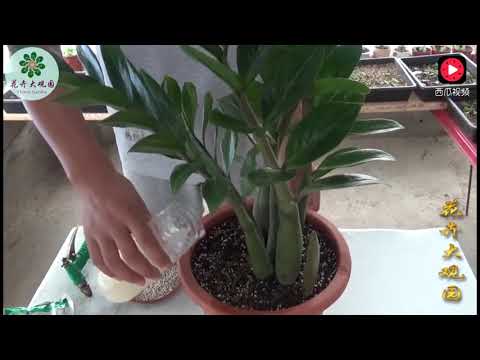 招財樹葉子變黃