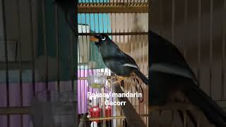 Download lagu Poksay Mandarin Gacor mp3 Download lagu Poksay Mandarin Gacor mp3