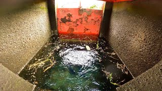 Download lagu MAU HERAN TAPI DI JEPANG‼️ | nemu sarang ikan besar di selokan pinggir sawah mp3 Download lagu MAU HERAN TAPI DI JEPANG‼️ | nemu sarang ikan besar di selokan pinggir sawah mp3