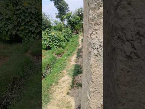 Surah Kausar Urdu translation #nature #quran #quranictranslation #quran