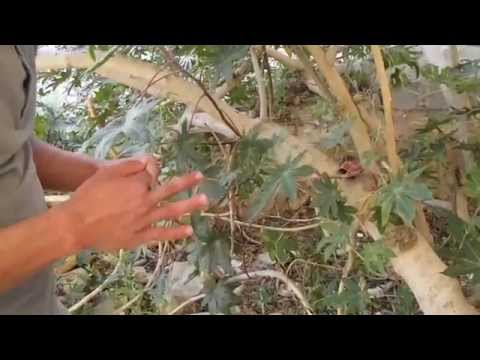 Ena Win AB.MC FT Maher Prhome