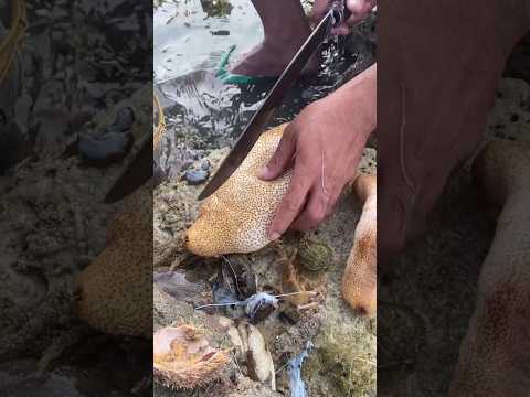 Cleaning & Preparing a Big Sea Cucumber! 🧼🍽️ | Step-by-Step Sea Cucumber Recipe Guide!