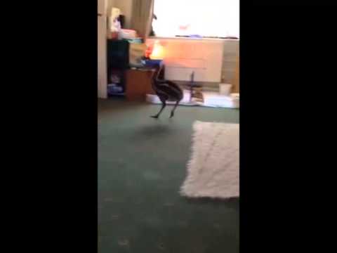 Baby emu playing with a dog (Benny Hill Theme)