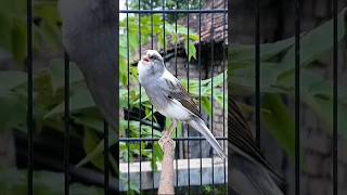 Download lagu Lagu paling ampuh untuk melatih burung kenari #burung #burung #hewan mp3