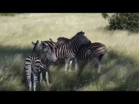 Djuma: Zebras and warthogs enjoying the shade - 14:41 - 03/20/19