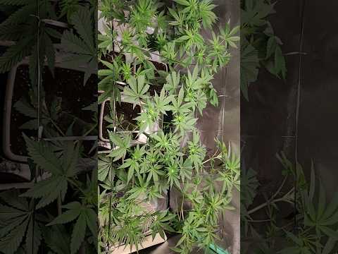 Day 42 , week 4 12-12 👋 #plants #spiderfarmer #viral #trending #today