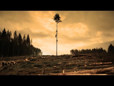 Video: Deforestation