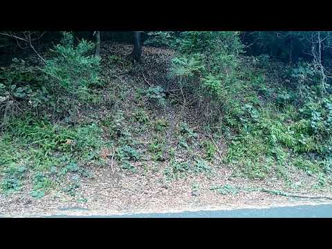 La Fougne au Japon, le retour - Cousinade