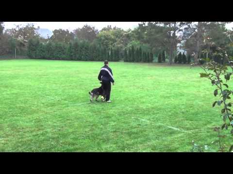 Szigetköz Kupa - MNJK Nemzeti Bajnokság 2011. Kotogán Zsolt- Steinhart Condor B:96