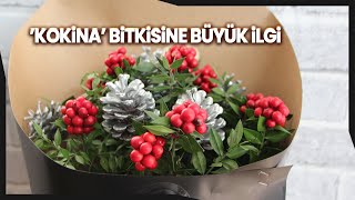 Yılbaşı Çiçeği Olarak Bilinen ’Kokina’ Bitkisine Büyük İlgi