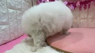 ビションフリーゼの動画01