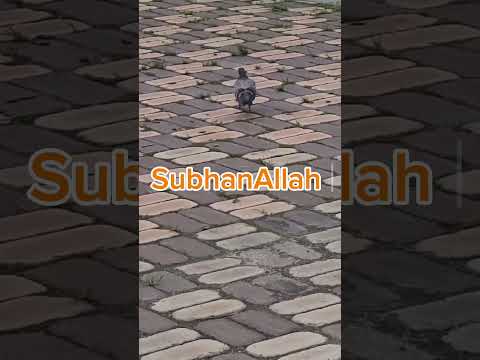 Subhan Allah #allah #istighfar #maghfirat #muhammadﷺ #salawat #quran #zikr #duo #islam #muslim #all