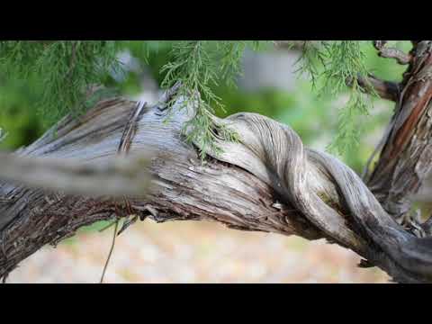 Bonsai Aesthetics & Design