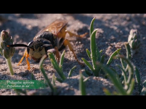Philanthe apivore, Philanthus triangulum, European beewolf,