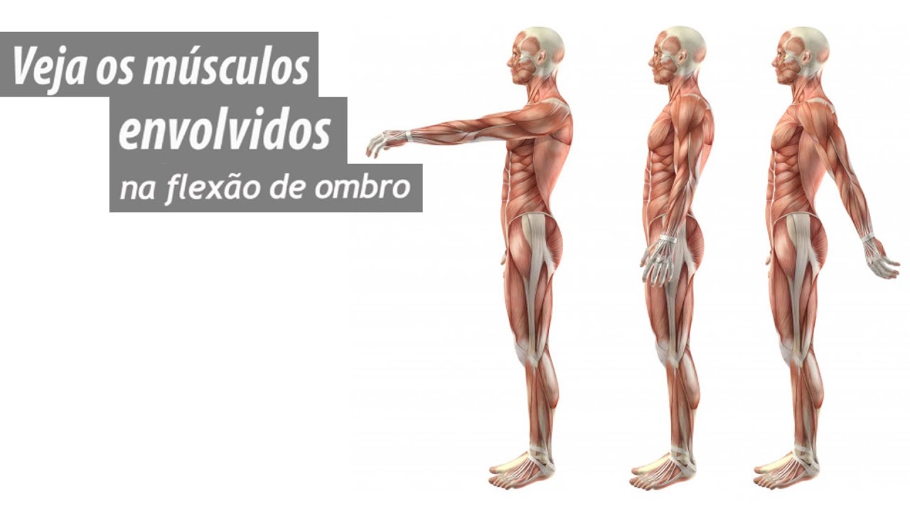 Veja os músculos envolvidos na flexão de ombro