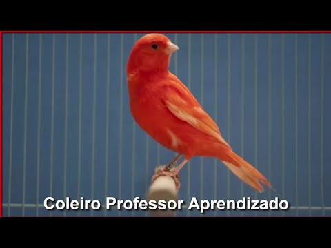 CAMPAINHA CANTO LONGO DE CANÁRIO 10 HORAS PARA TREINAR E ENSINAR FILHOTES - KINGDOM CANARY 10 HOURS