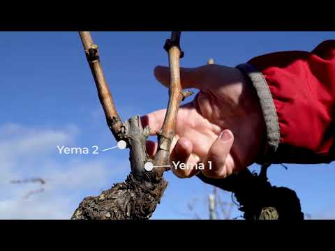 Poda de la vid. Cómo podar un pulgar sencillo.