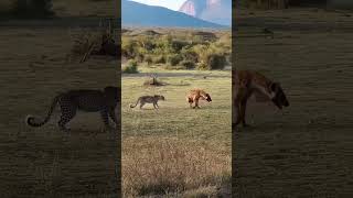 Leopard and hyena fight over a meal