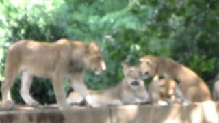 The Magnificent 7 Lion Cubs-National Zoo