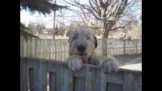 Wolfhound greets mom