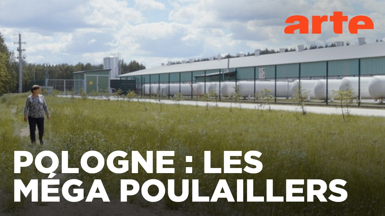 Un village et un million de poulets | ARTE Regards