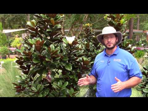 Teddy Bear Southern Magnolia