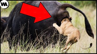 Embarrassingly Dumb Ways Animals Died While Hunting