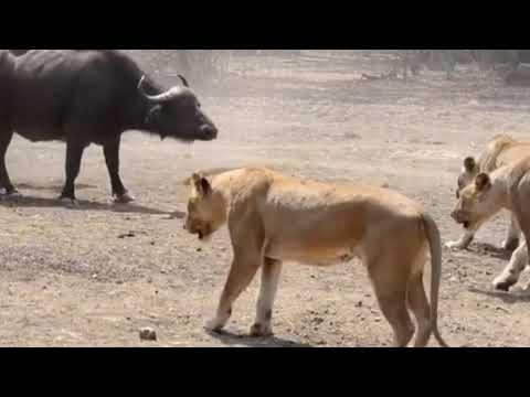 Bualli që sulmon Luanët por.. a trembet një luan nga një buall...? (shiko videon në pjesen e dyte)
