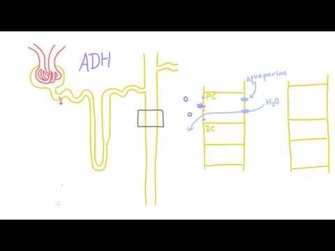 How does Antidiuretic Hormone (ADH) work?